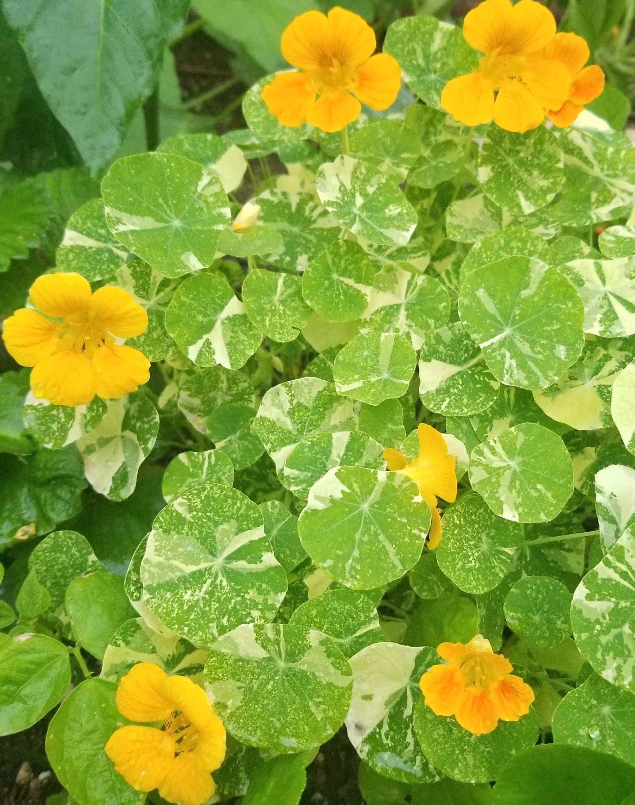 Nasturtium edible flowers and leaves